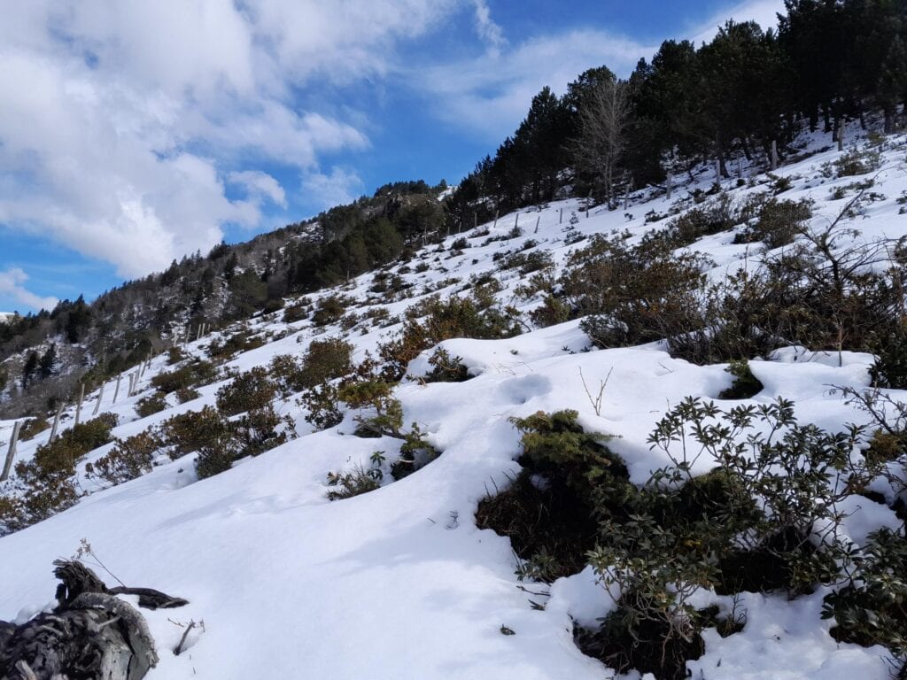projet plantation mécenat ipaje avec onf